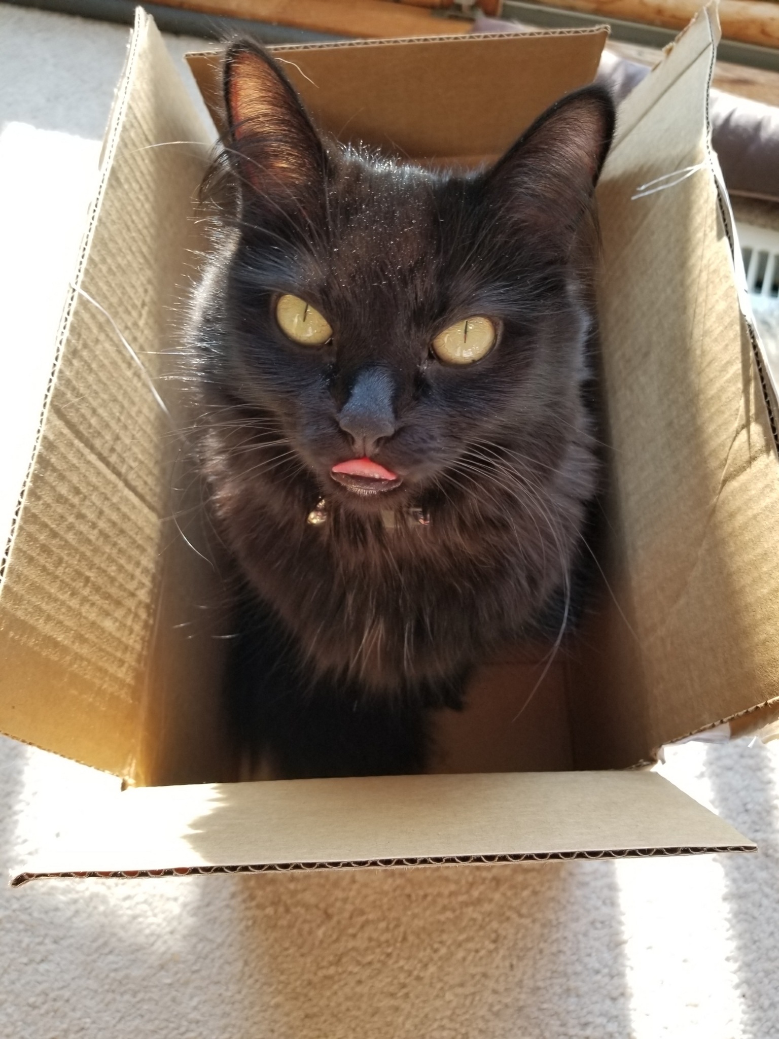 Black cat named Hailey sitting in a box.